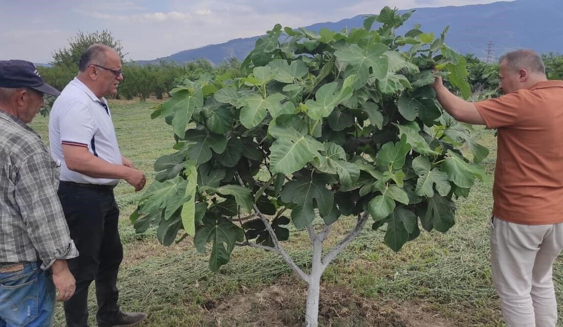 AYDIN'IN KUYUCAK İLÇESİNDE, İLÇE