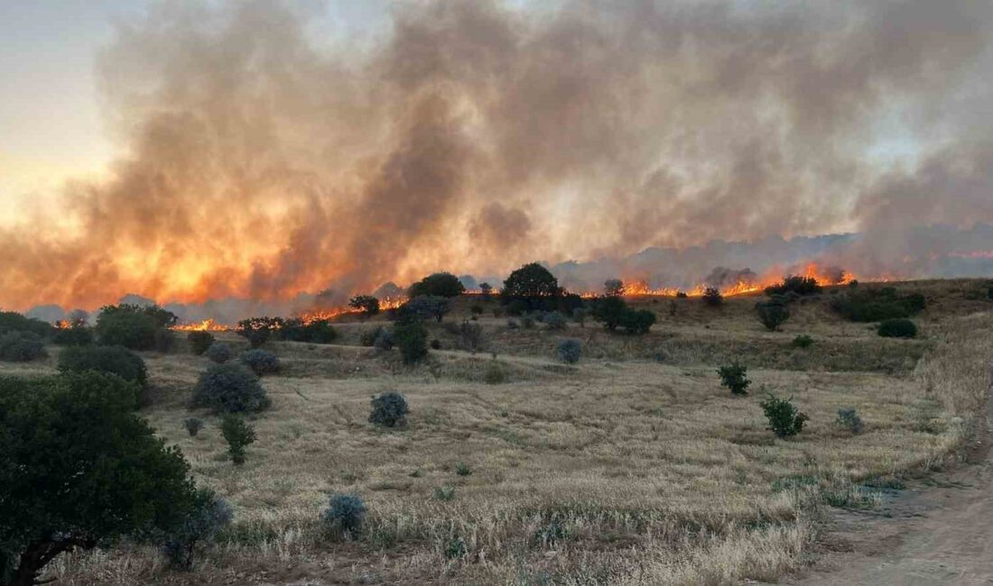 MARDİN'İN ARTUKLU İLÇESİNDE ORMANLIK