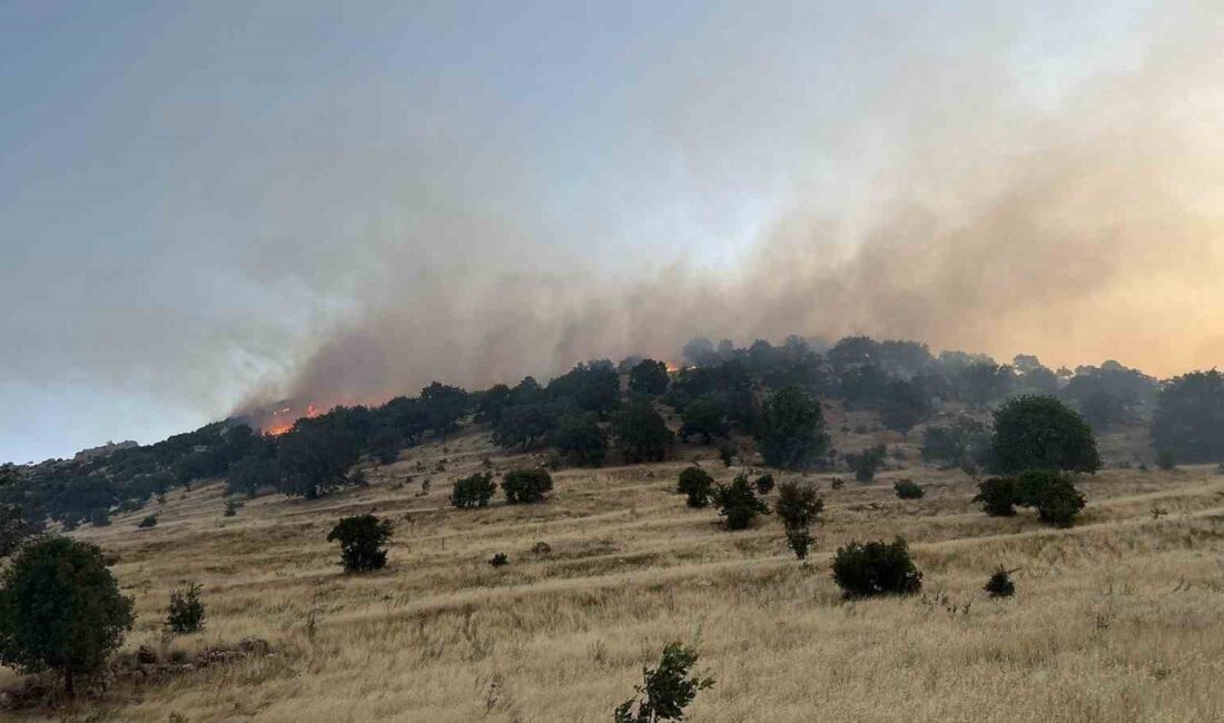 MARDİN’DE ORMANLIK ALANDA ÇIKAN