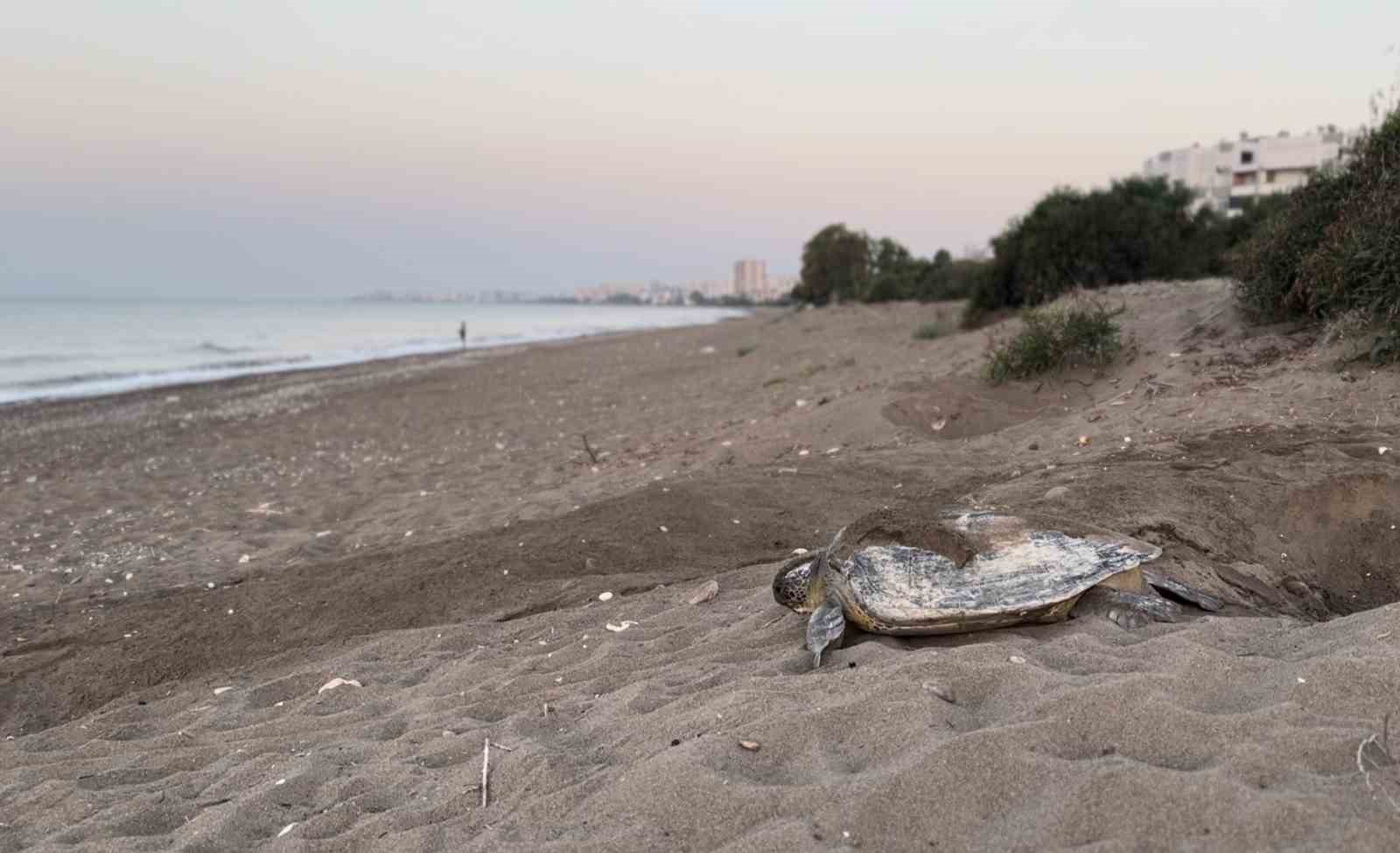 Mersin, sezonluk misafirlerini ağırlıyor