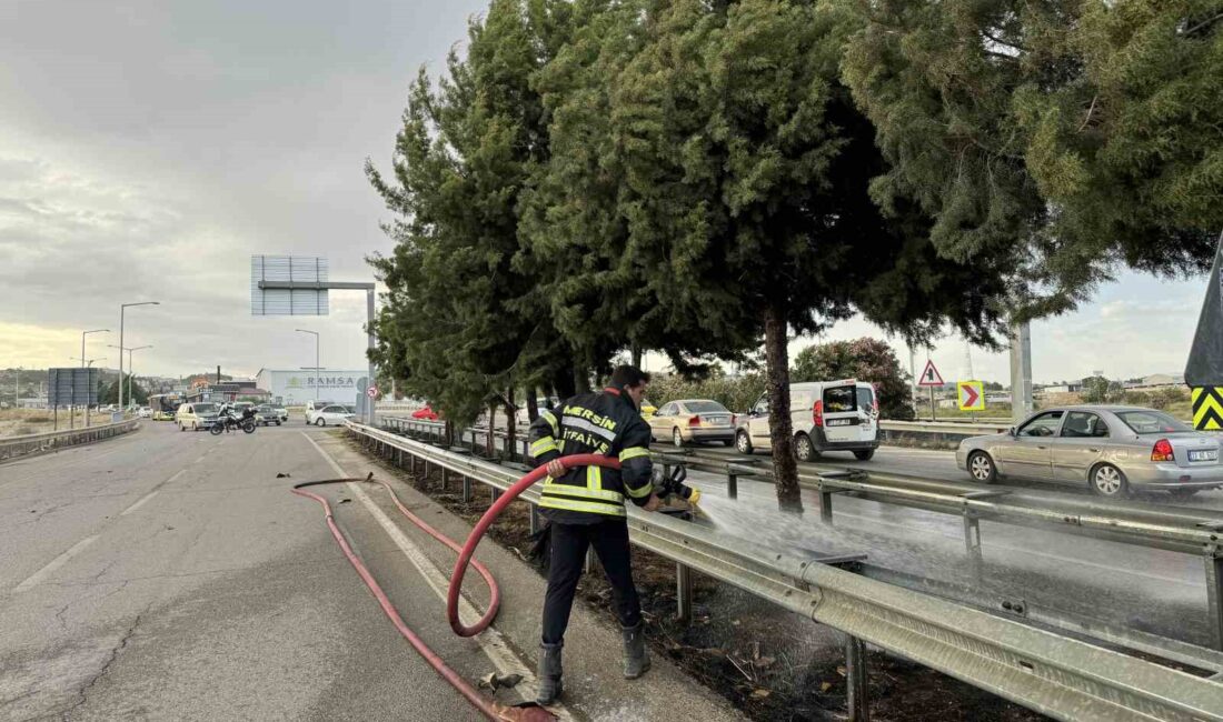 MERSİN'DE REFÜJDE ÇIKAN AĞAÇ