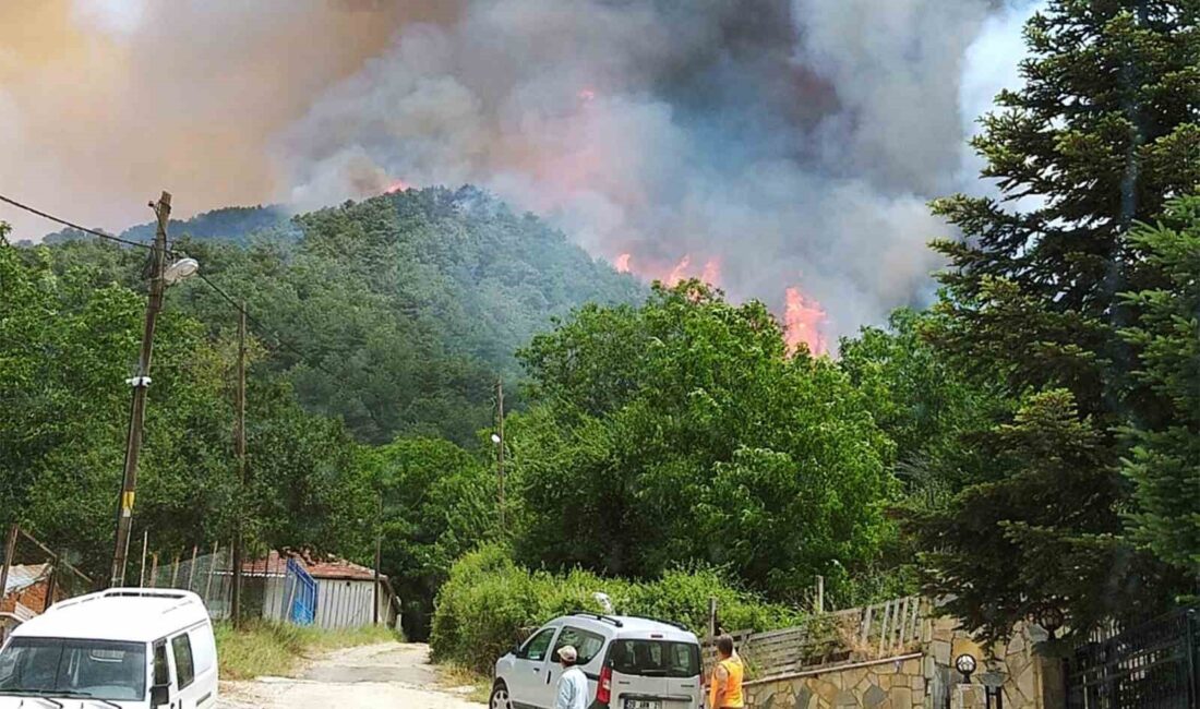 MUĞLA’NIN MİLAS İLÇESİNDE ORMANLIK