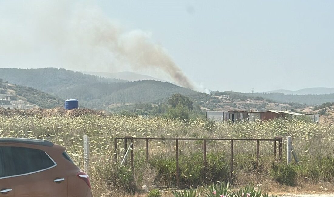 MUĞLA'NIN MİLAS İLÇESİNDEKİ ORMANLIK