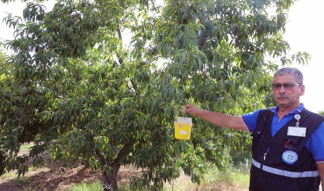 MUĞLA BÜYÜKŞEHİR BELEDİYESİ NARENCİYE