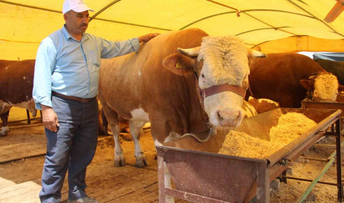 KOCASİNAN İLÇESİNDE KURULAN KURBAN