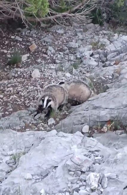 NESLİ TÜKENME TEHLİKESİ ALTINDA BULUNAN PORSUKLAR, DOĞA KORUMA VE MİLLİ