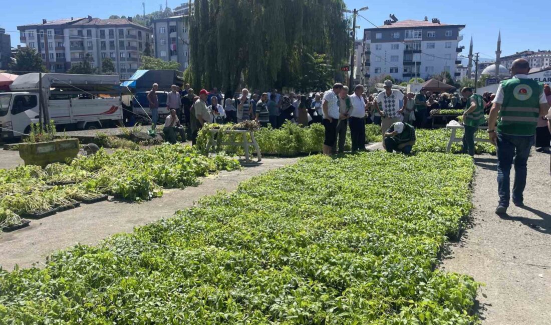 RİZE’NİN ÇAYELİ İLÇESİNDE ATA