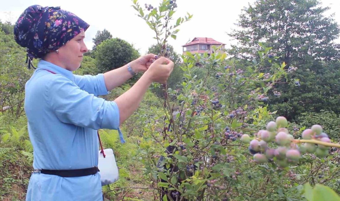 GİRESUN’DA SAĞLIK SORUNUNA ÇARE