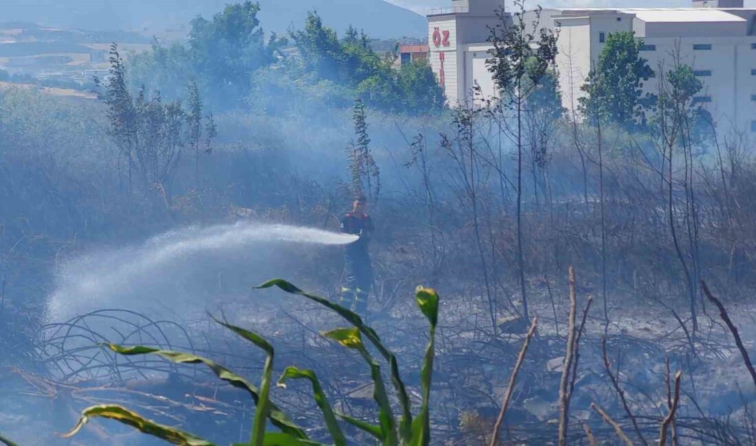 SAMSUN'DA BOŞ ARAZİDEKİ ÇALILIK