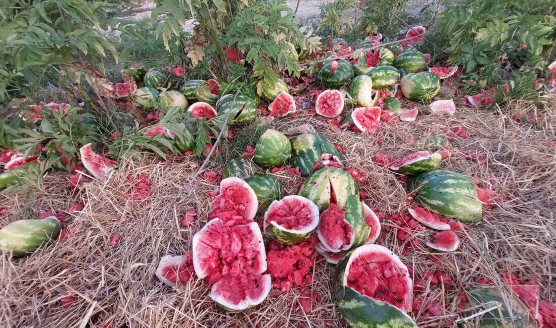 SAMSUN'DA IRMAK KENARINA KARPUZ