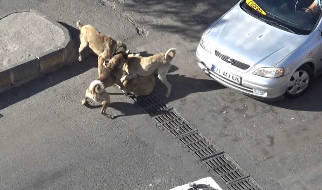 ŞANLIURFA'DA BAŞIBOŞ KÖPEKLER, ATATÜRK