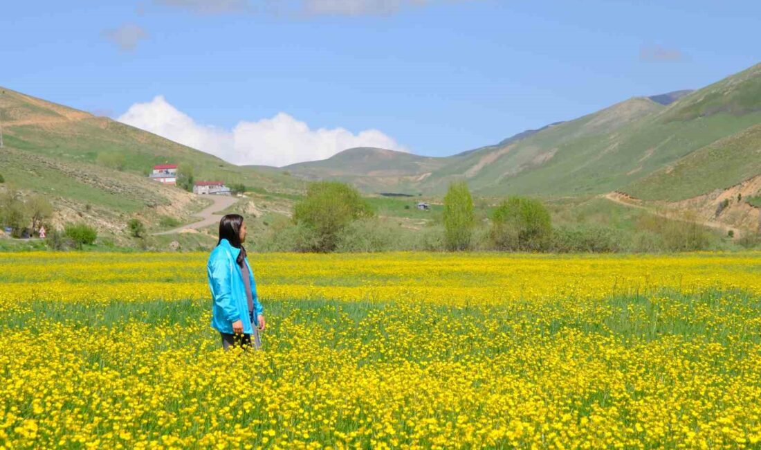 GÜMÜŞHANE’NİN MERKEZE BAĞLI SARIÇİÇEK