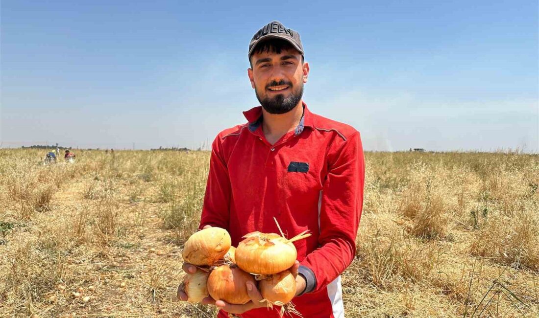 MARDİN’İN KIZILTEPE İLÇESİNDE ÇİFTÇİLİK