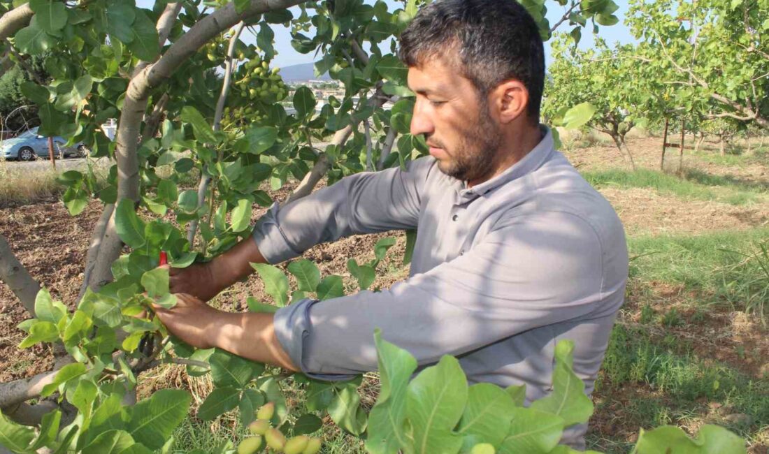 SİİRT'TE FISTIK AĞAÇLARINI AŞILAMA