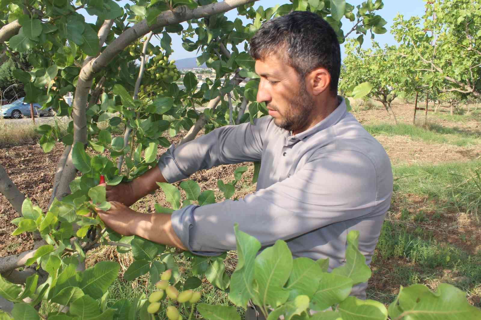 Siirt fıstığının aşılama dönemi başladı