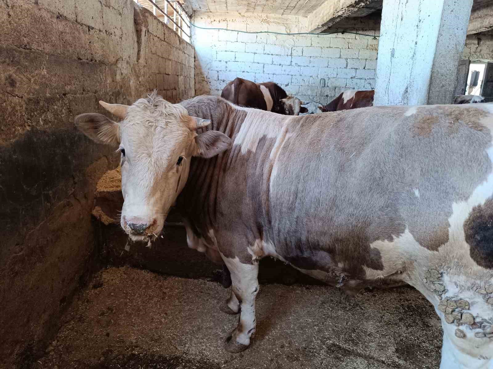 Siirt’te kurban kesim ücretleri belirlendi