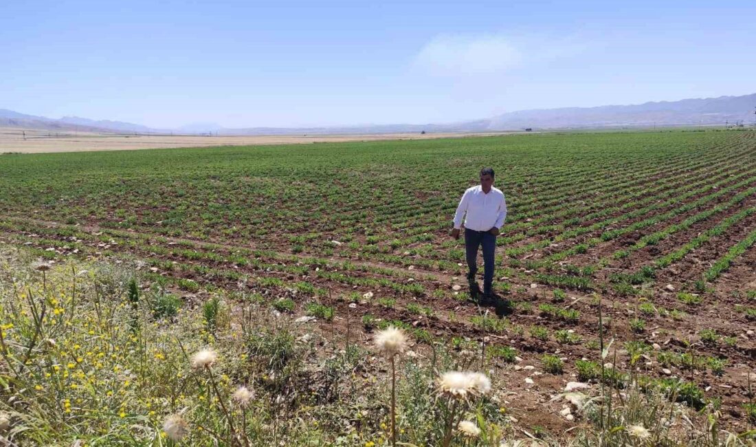 ŞIRNAK'IN SİLOPİ İLÇESİNDE YÜZDE