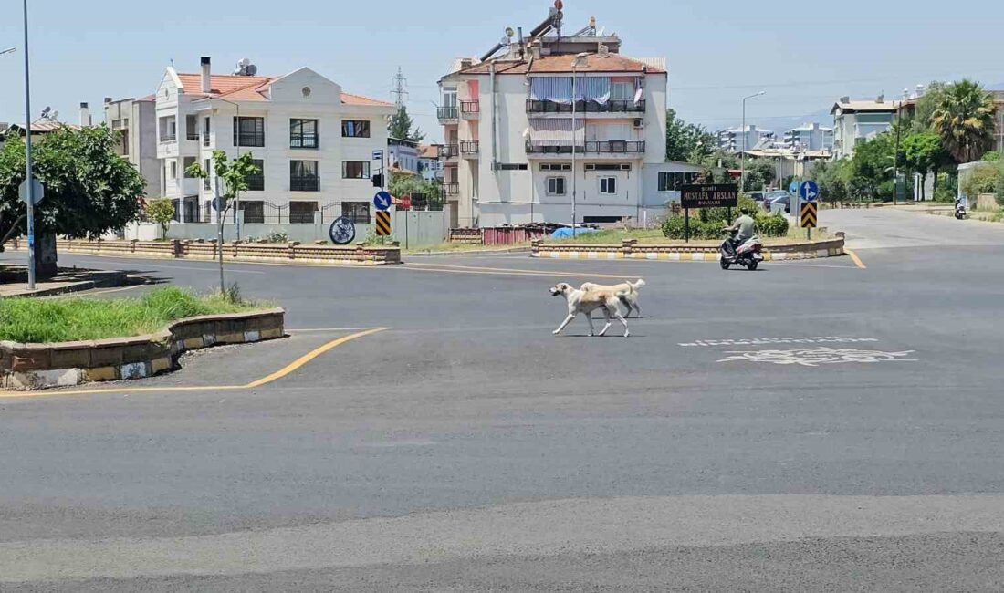 SOKAK KÖPEKLERİNİN SALDIRDIĞI HALİL