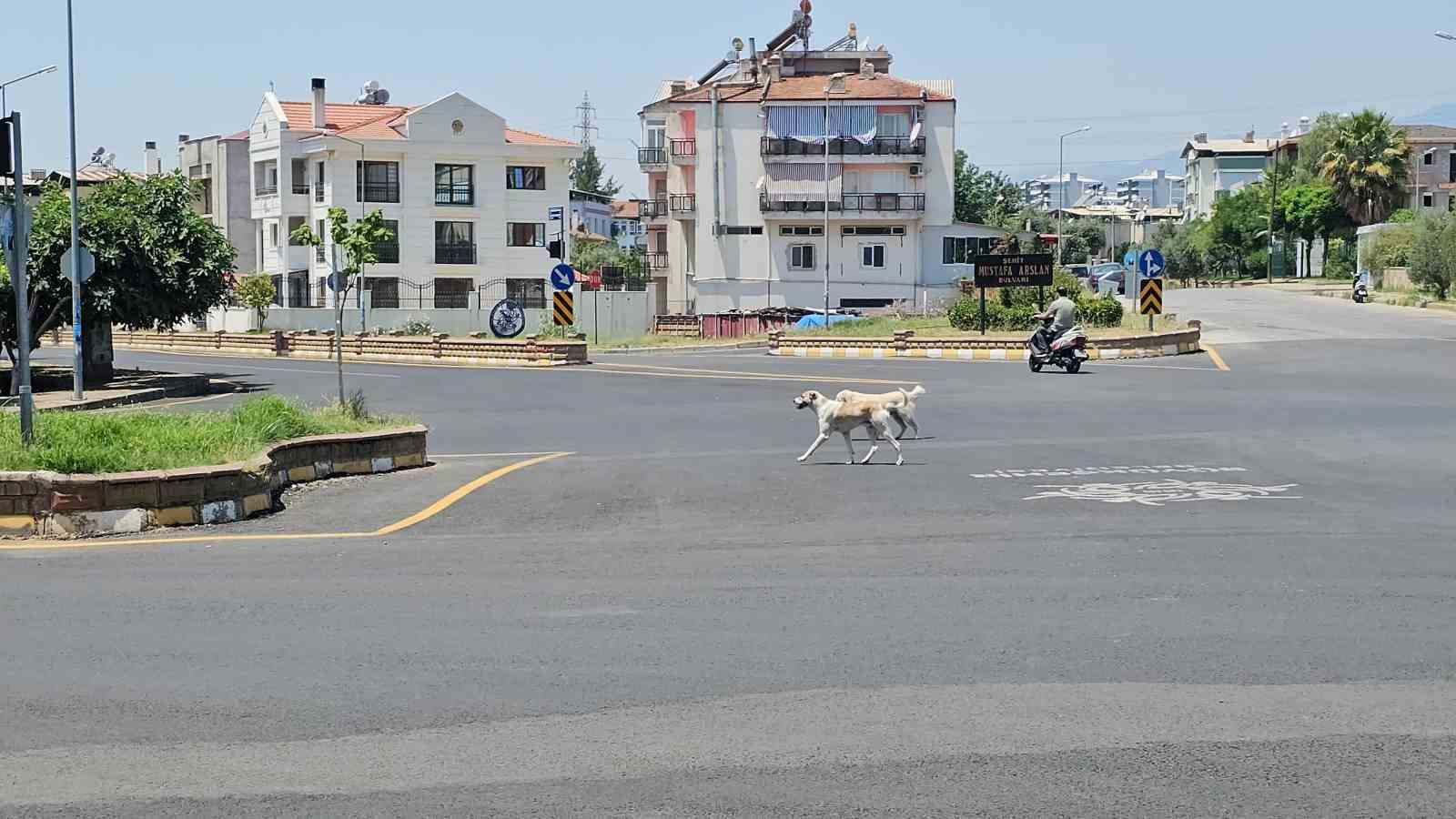 Sokak köpeklerinin saldırdığı yaşlı adam hayata tutundu