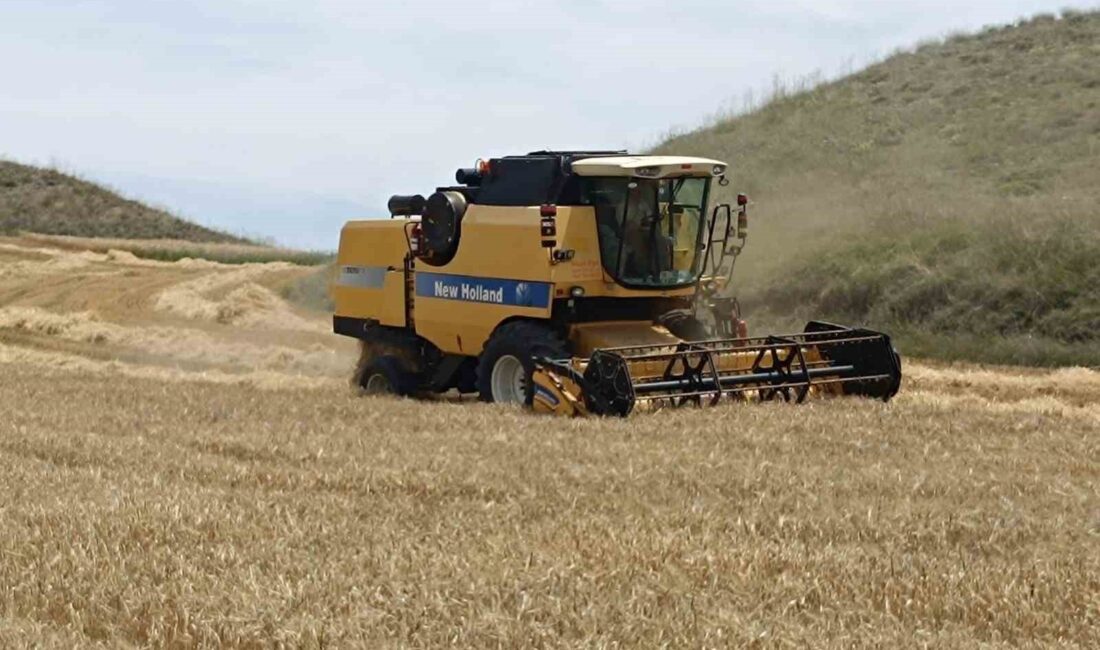 SUNGURLU'DA HASAT SEZONU İLÇEYE