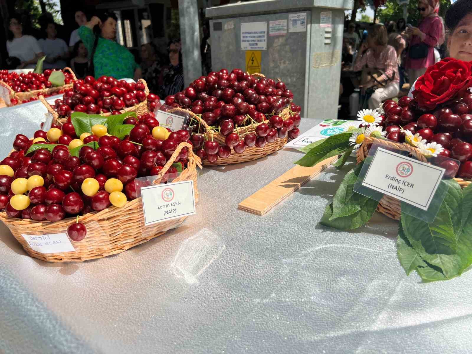 Tekirdağ’da yarım asırdır devam eden festival başladı