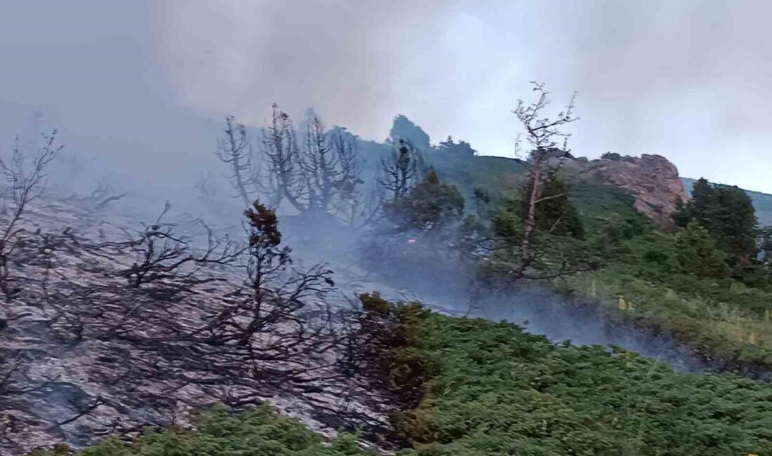 TUNCELİ’NİN PÜLÜMÜR İLÇESİNDE AĞAÇLIK