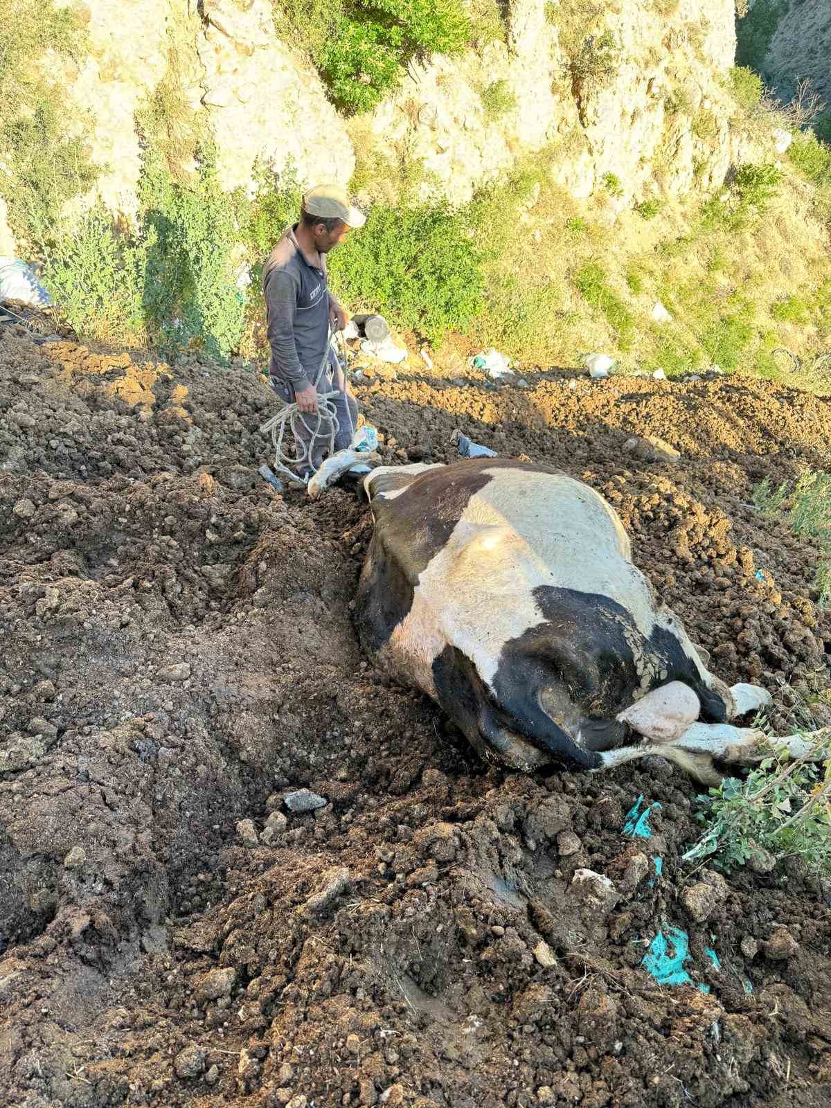 ANKARA’NIN YENİMAHALLE İLÇESİNDE BİR BESİ ÇİFTLİĞİNDEN KAÇAN İNEK ÇİFTLİĞİN 100