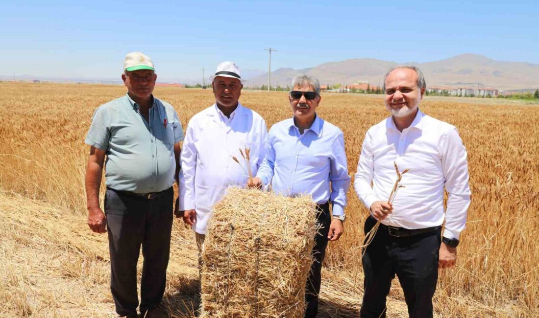 ÜNİVERSİTENİN TARIM ARAZİLERİNDE BUĞDAY