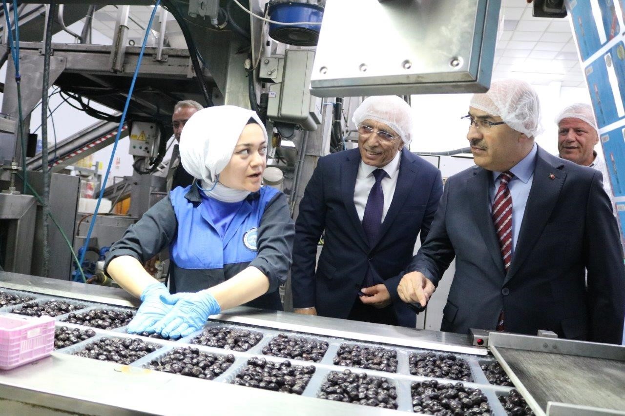 Vali Demirtaş: “Marmarabirlik zeytin üreticisinin can simidi”