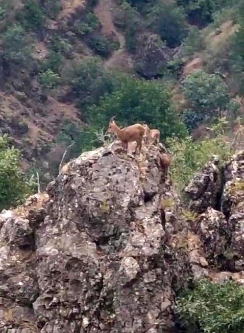 KARABÜK'TE KAYALIĞIN ÜZERİNDEKİ YABANİ