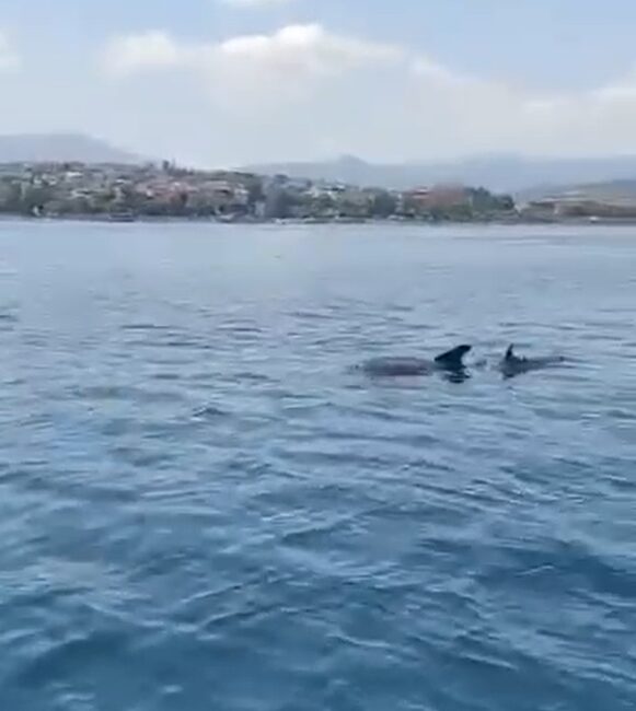 YALOVA’NIN ÇINARCIK İLÇESİNE BAĞLI