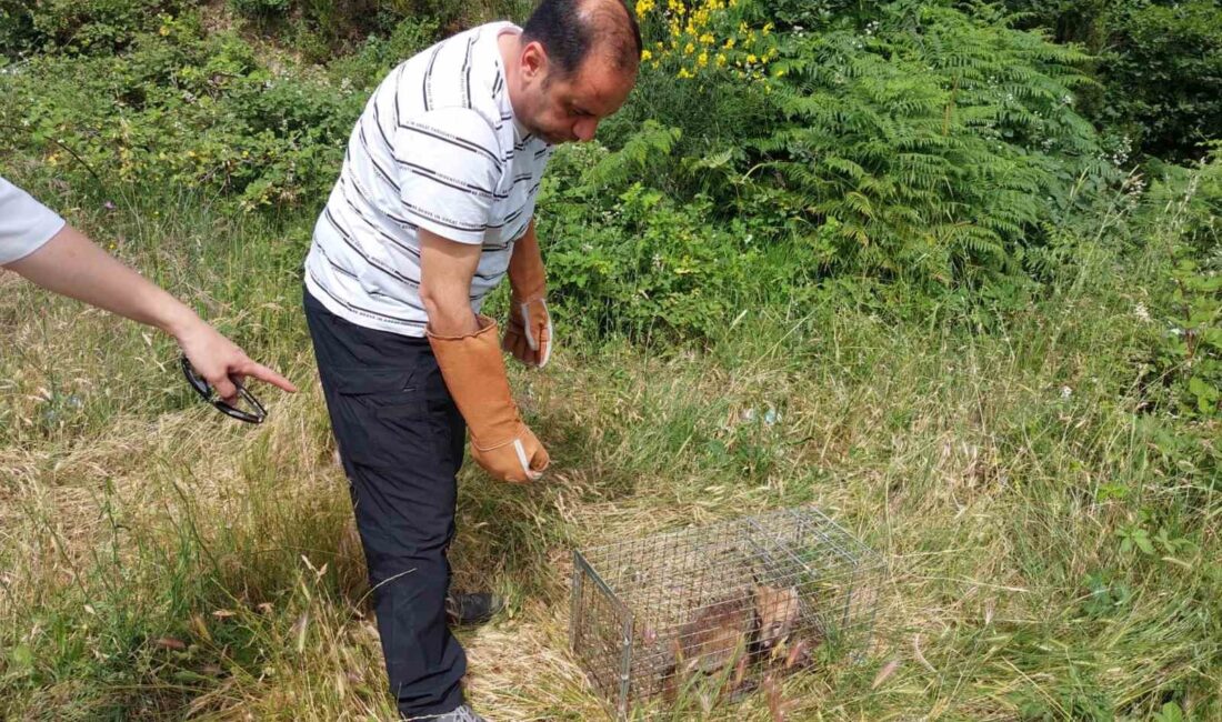 YALOVA'DA YERLEŞİM MERKEZLERİNE İNEREK