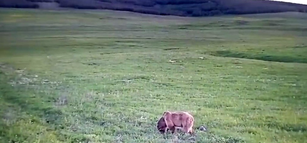 ARDAHAN’IN GÖLE İLÇESİNDE YEŞEREN