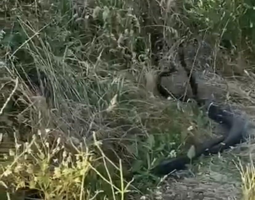 ELAZIĞ’IN PALU İLÇESİNDE YILANLARIN