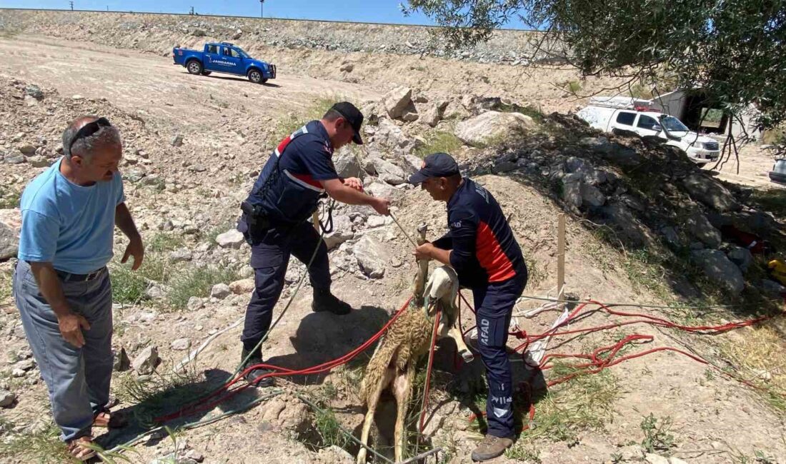 AKSARAY’DA YÜZLERCE KOYUNUN BULUNDUĞU