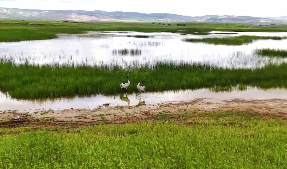 YOZGAT’TA TURNALARIN GÖRSEL ŞÖLENİ