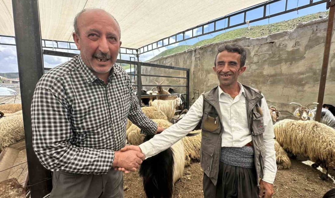 HAKKARİ'NİN YÜKSEKOVA İLÇESİNDE KÜÇÜKBAŞ