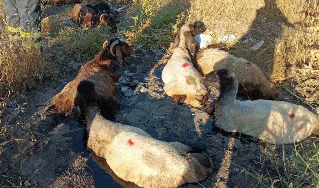 ADIYAMAN’DA TARLAYA DÖKÜLEN ASFALT