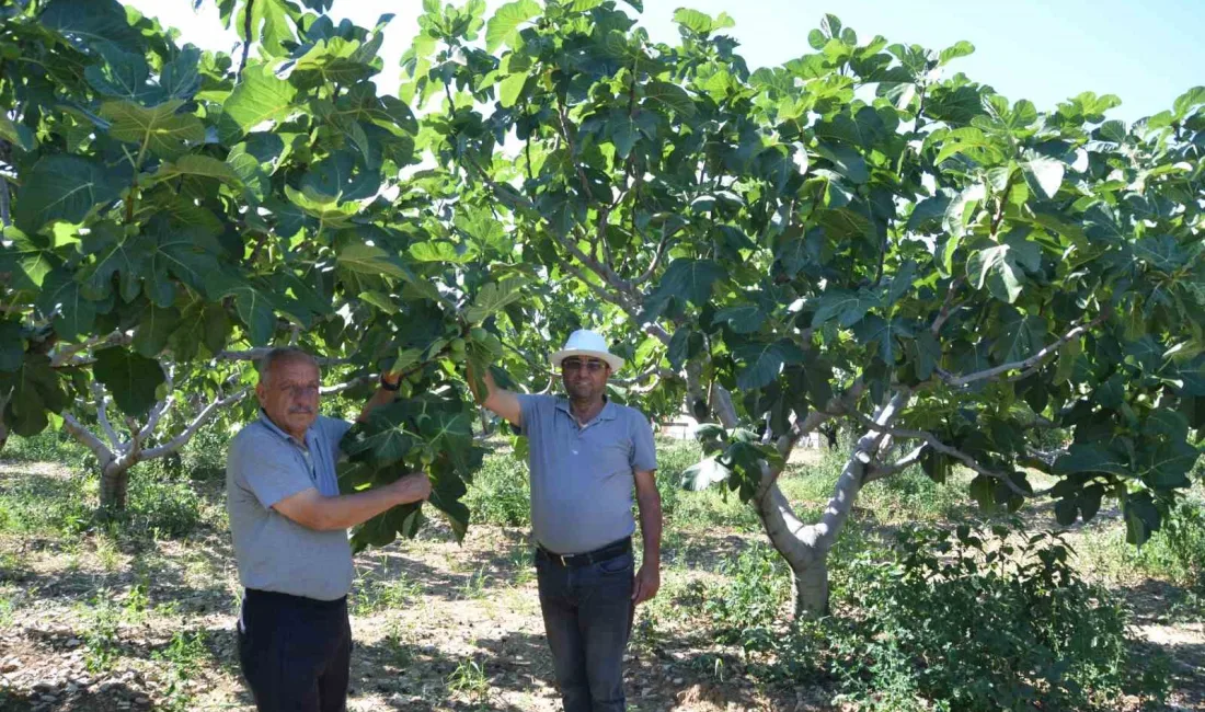 ANTALYA’NIN İBRADI İLÇESİNE BAĞLI