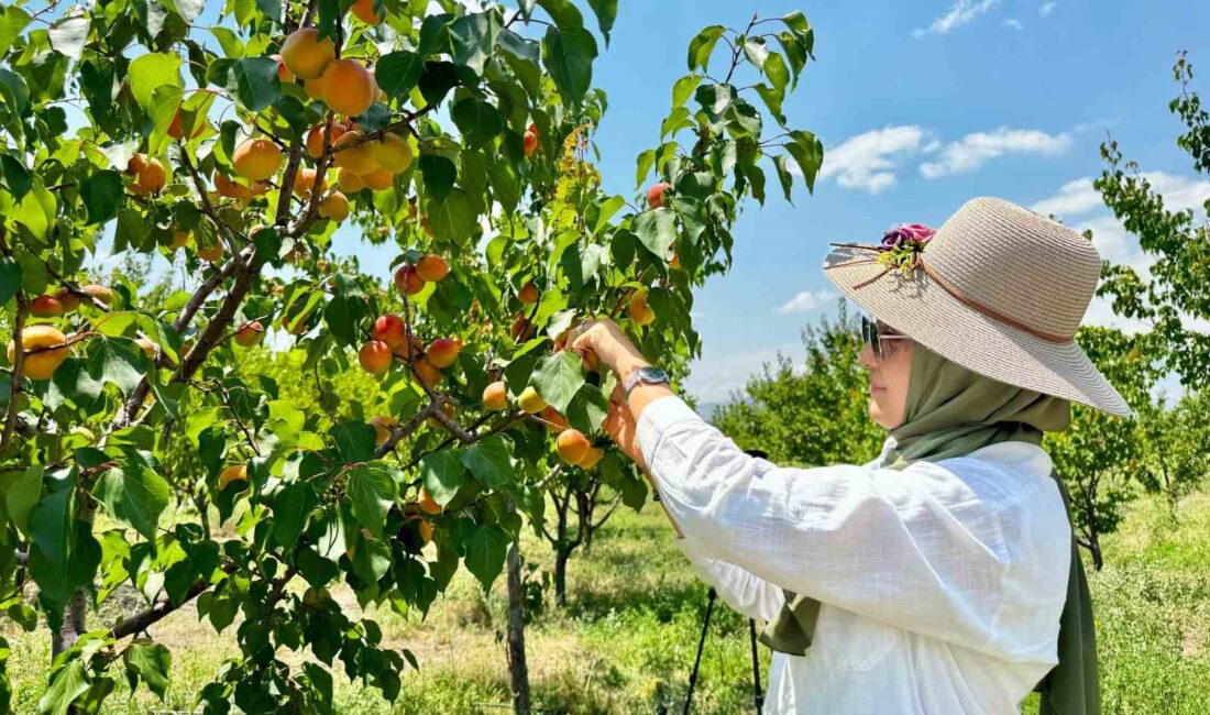 AĞRI’NIN VOLKANİK TOPRAKLARINDA 6