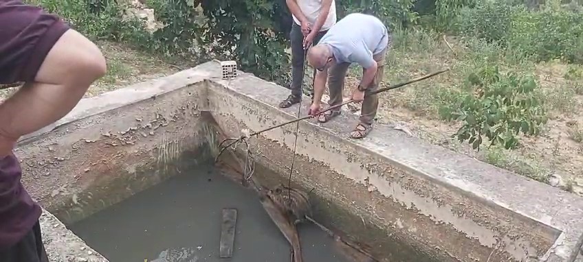 Amasya’da sulama havuzuna düşen yaban domuzu yavrusu kurtarıldı