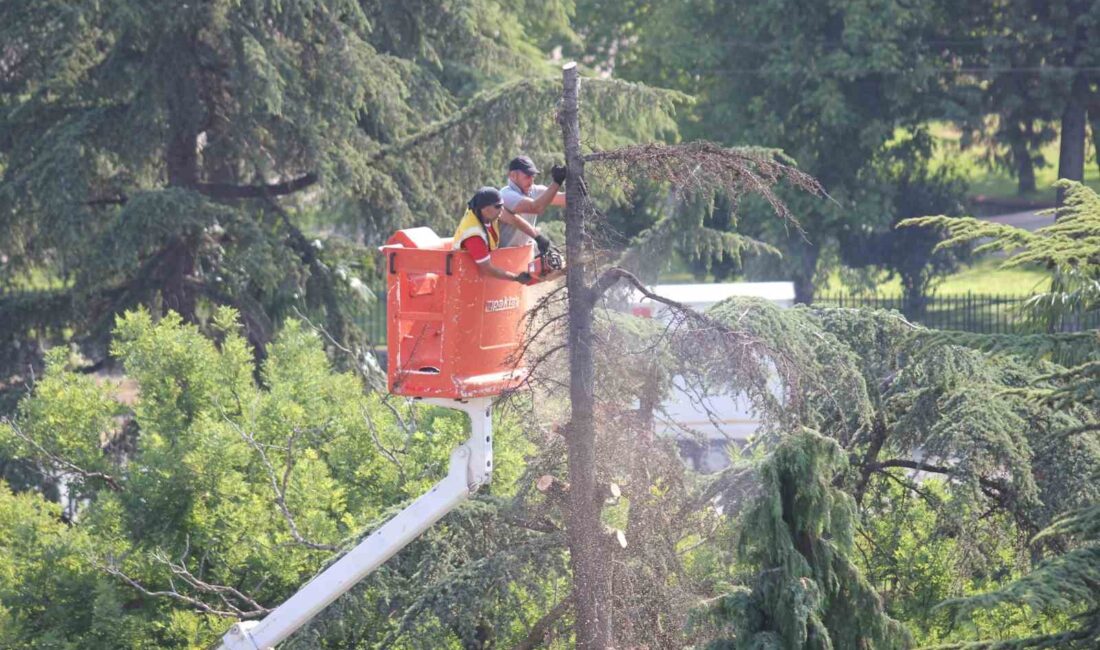 ANITPARK’TA KURUYAN ASIRLIK ÇAM