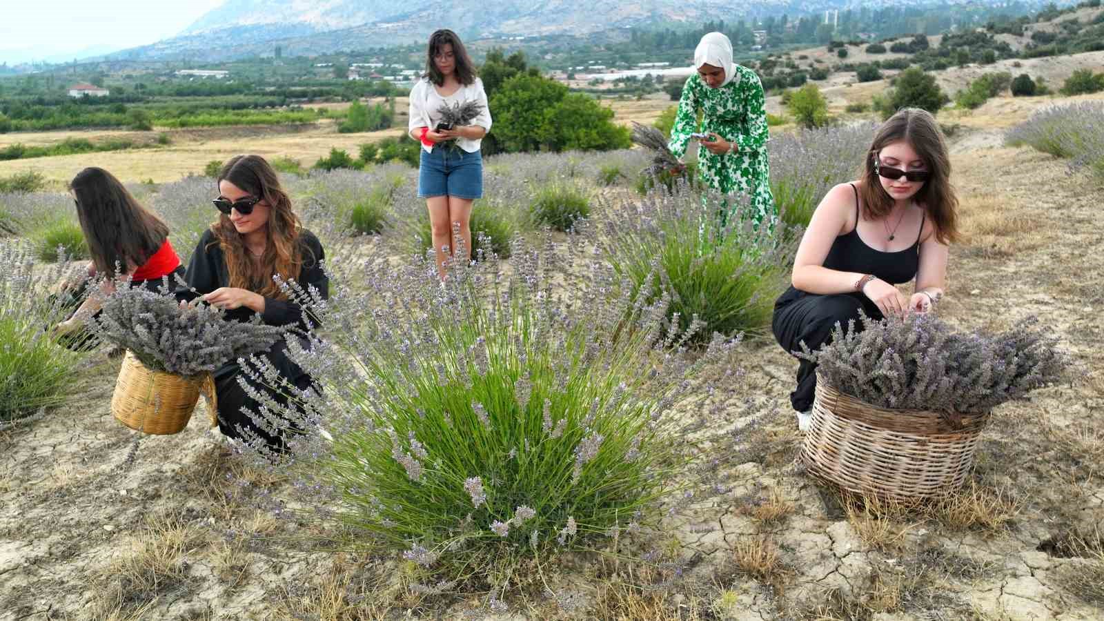 Antalya’da atıl arazi lavanta bahçesine dönüştü