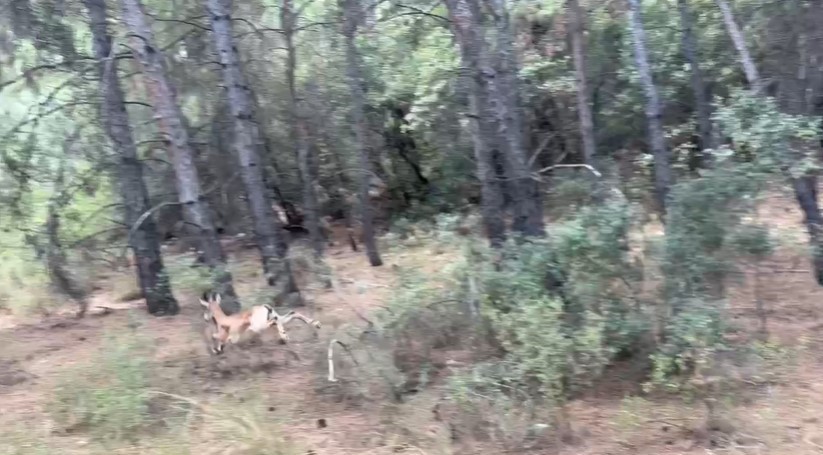 Antalya’da yaralı halde şehirde dolaşan yavru yaban keçisi yakalandı