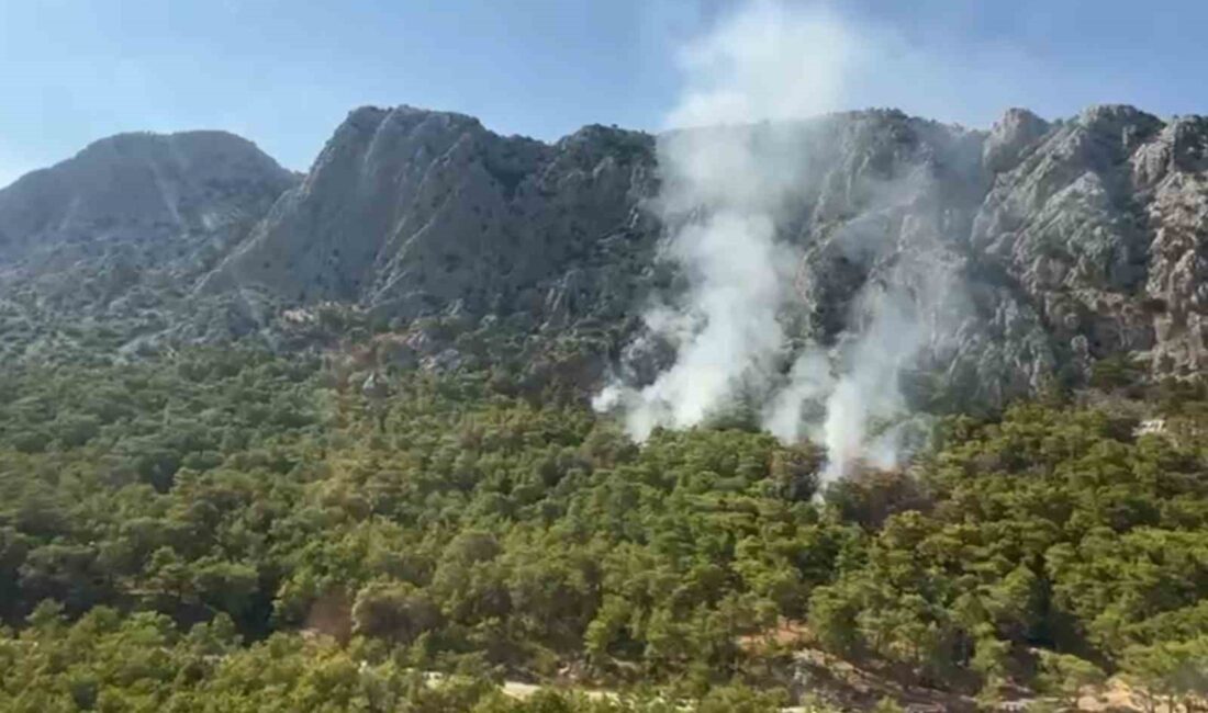 ANTALYA’DA ORMANLIK ALANDA ÇIKAN