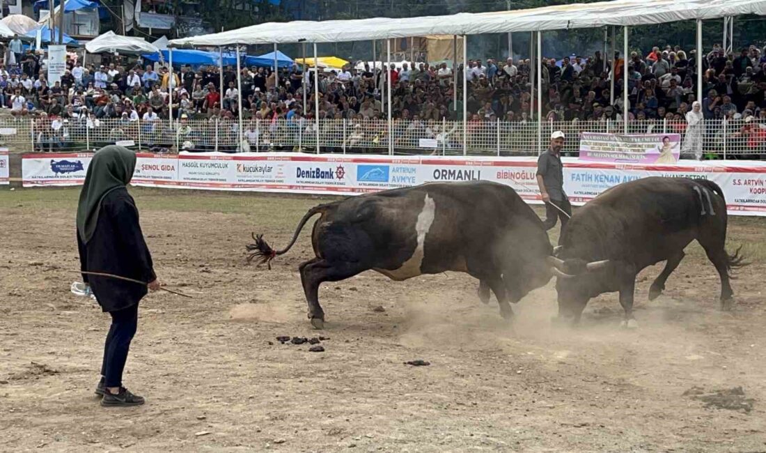 ARTVİN’DE DÜZENLENEN GELENEKSEL BOĞA