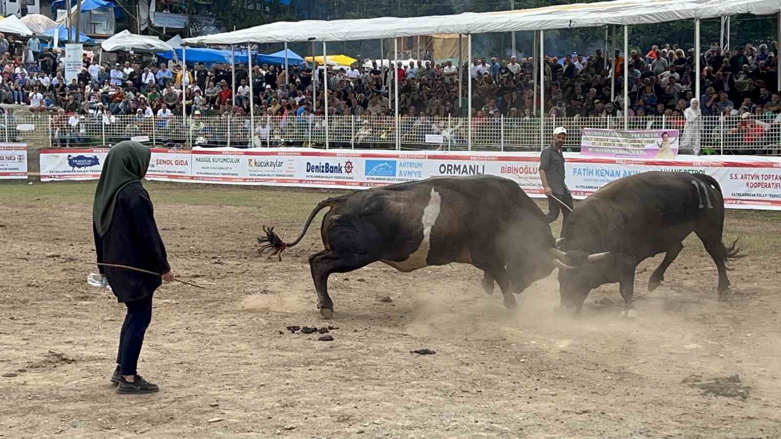 Artvinli kadın boğacının cesareti festivale damga vurdu