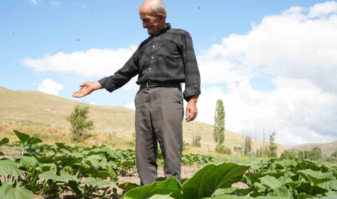 ATA TOHUMUNDAN ORGANİK BAL