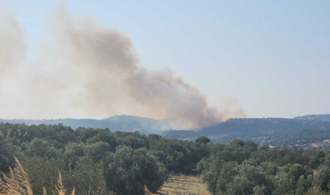 ÇANAKKALE’NİN AYVACIK İLÇESİNDE ORMANLIK