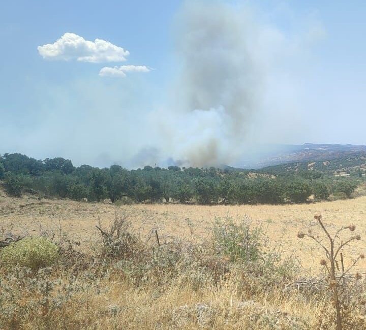 ÇANAKKALE’NİN AYVACIK İLÇESİNDE ZEYTİNLİK